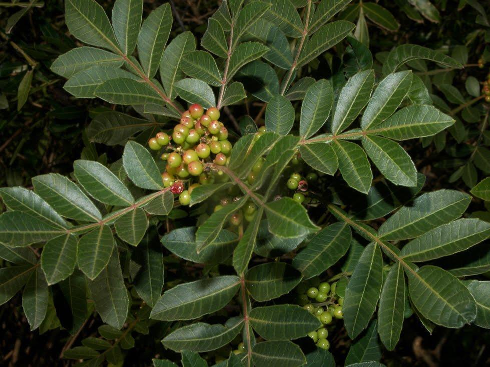 Aroeira-da-praia (Schinus terebinthifolius Raddi) Parte utilizada: Casca do caule Indicação: Anti-inflamatório e cicatrizante ginecológico. Composição química: taninos, flavonoides, óleos essenciais.