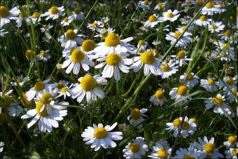 Camomila (Matricaria recutita) Parte utilizada: Flores Indicação: processos inflamatórios da boca e gengivas, contusões.