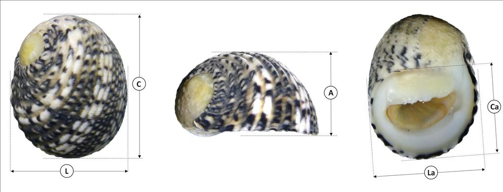 MATERIAL E MÉTODOS Morfometria: comprimento total (C), largura (L), altura (A), comprimento da abertura