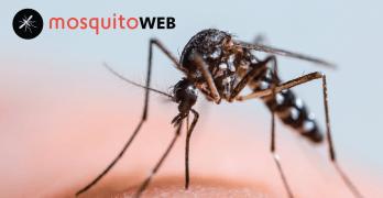 Os mosquitos constituem ainda hoje, no séc. XXI, um desafio.