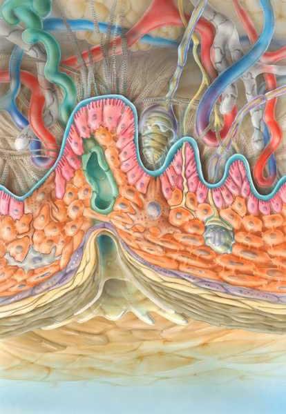 DEEP COMPLEX PLUS é um blend de óleos e extratos de origem vegetal com a finalidade de manter as funções fisiológicas da pele baseado na reposição de lipídios e constituintes com ação hidratante da