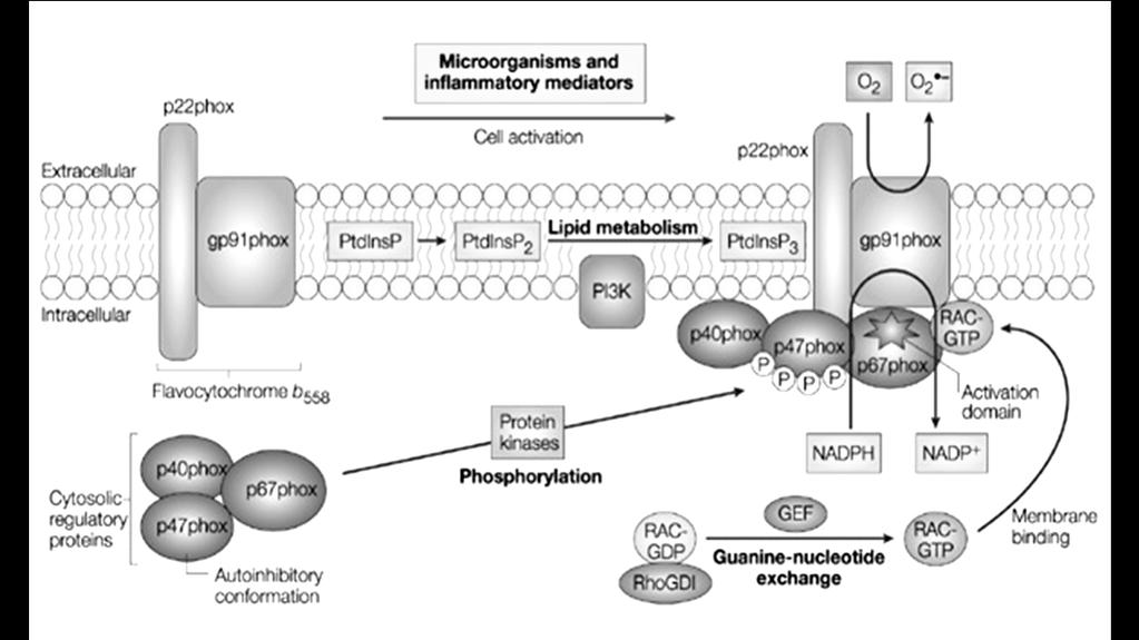 oxidase