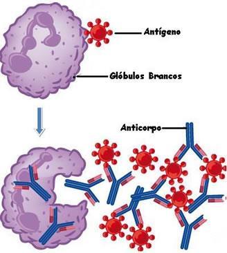 6. Função de defesa o As moléculas de defesa do sistema imune são proteínas denominadas anticorpos ou imunoglobulinas.