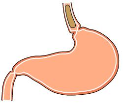 II. HISTÓRICO Catálise biológica início do séc. XIX: Digestão da carne: estômago; Digestão do amido: saliva.