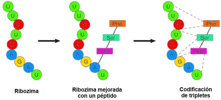 II. HISTÓRICO Ribozima Natureza não-protéica Molécula de RNA com atividade