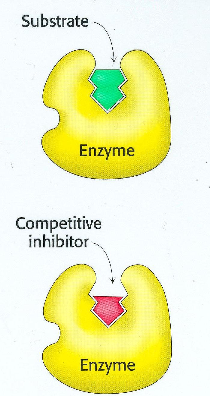 Inibição reversível Rápida dissociação do complexo enzima-inibidor.