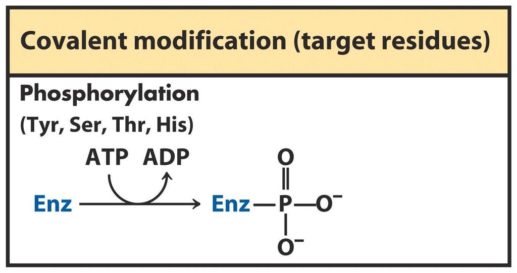 Alguns enzimas são regulados por modificações covalentes reversíveis