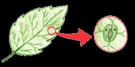 Estômato O primeiro tecido de revestimento das plantas é a epiderme, formada por uma camada de células fortemente ligadas umas às outras.