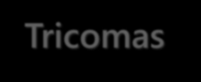 Tricomas Além dos estômatos, inúmeras outras células especializadas ocorrem na epiderme, dentre estas, destacam-se os tricomas.