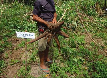 Foto: Mauto de Souza Diniz Figura 6. Colheita da variedade Caipira fertilizada com manipueira.