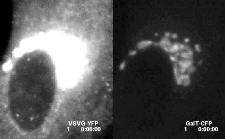 Aparelho de Golgi é visualizado em células