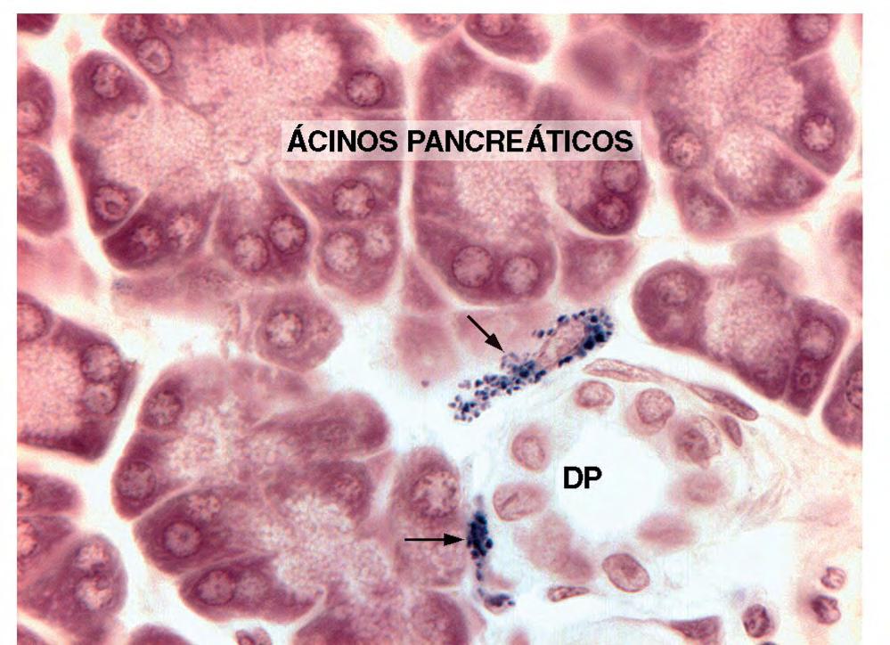 Corte histológico de pâncreas de um rato injetado com o corante