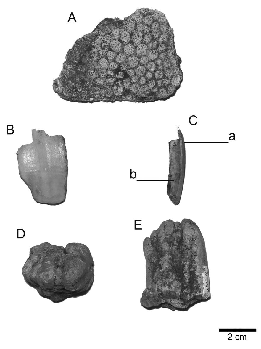 Figura 3 (A) Osteodermo de Panochthus greslebini (UFRJ DG 372-M); (B) fragmento de dente molariforme de Toxodontinae (UFRJ DG 374-M); (C) Vista distal de fragmento de dente molariforme de