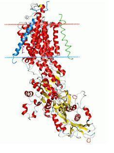 Minerais Selênio (Se) É integrante de glutationa peroxidase Esta enzima degrada o peróxido de hidrogênio e outros peróxido que oxidam vários tipos de moléculas no interior da célula Também apresenta