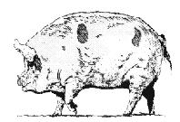 Glicerídios De origem animal: - Banha: É obtida pela refinação da gordura dos suínos.