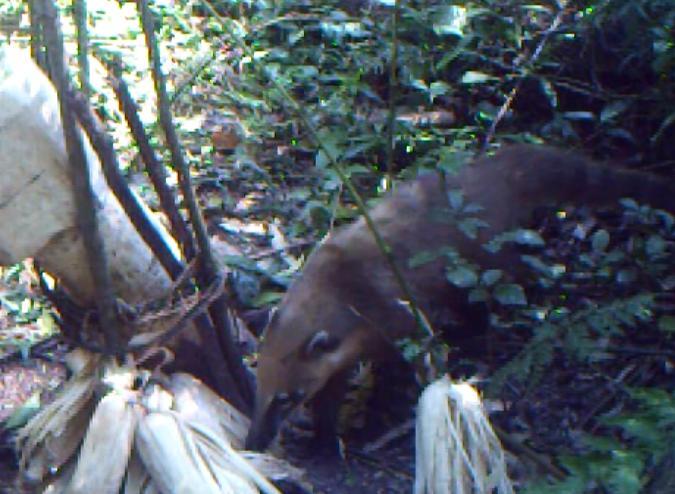 a Fauna de Vertebrados Terrestres. Campanha 8 Na campanha realizada em dezembro de 2015 (oitava campanha do monitoramento), o método de Live Trap foi responsável pelo registro de O.