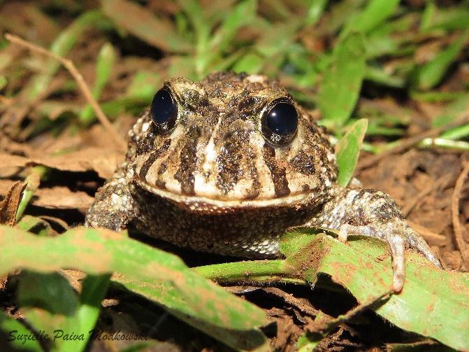 C) Indivíduo de Leptodactylus fuscus (rã-assobiadora) registrado