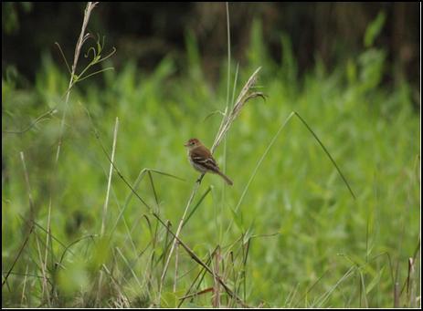 caerulescens (Figura 40 D), Troglodytes musculus, Zenaida auriculata, Columbina picui, Zonotrichia capensis, Sicalis flaveola, Pygochelidon cyanoleuca, Progne tapera, Vanellus