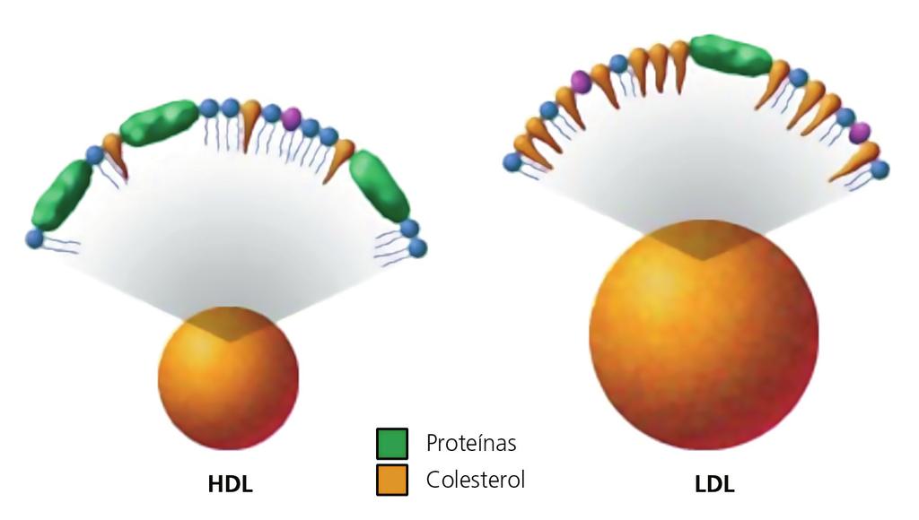 colesterol é divido em bom e mau em função da maneira como ele é carregado no sangue.