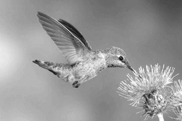 b) Transporte de grãos de pólen da parte masculina para a parte feminina de uma flor. c) Retira do solo os sais minerais. d) Líquido adocicado.