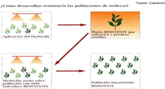 Classificação dos Herbicidas