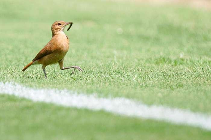 Caça à Minhoca, selecção natural em acção Como é que a cor afecta a