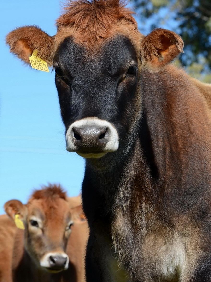 o o o Transferência de Embriões (meta 3% das propriedades assistidas); Inseminação Artificial (meta 80% das propriedades assistidas); Parcerias com Sebrae, Embrapa, ASBIA e Associações de Raças