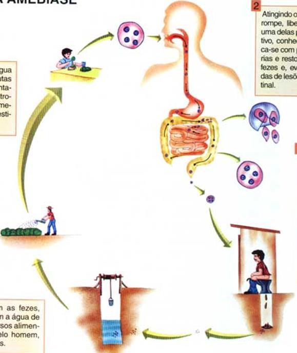 Transmissão água superficiais sem tratamento ou deficientemente tratadas; alimentos contaminados vetores