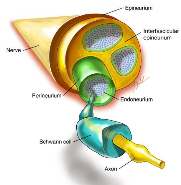 MR Neurography Physics Endoneural Fluid