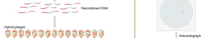 Construction of a genomic DNA library