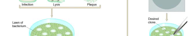 Hybridization with a radiolabeled probe