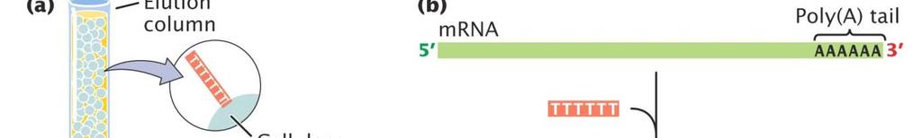 1 mrna purification