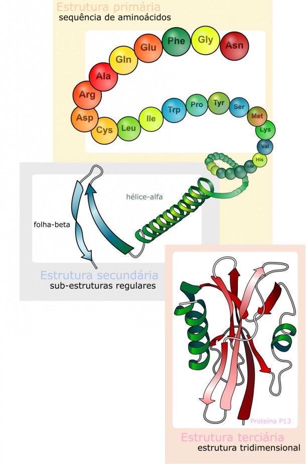 Figura 8- Nível estrutural das proteínas O problema principal abordado neste projecto, a previsão de estruturas de proteínas consiste em prever, a partir da estrutura primária, a estrutura