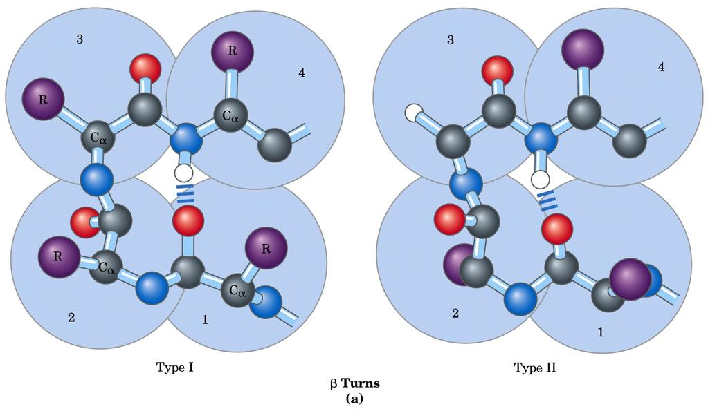 Voltas e loops São os elementos de estrutura secundária que ligam consecutivamente as conformações hélice α e folha β.