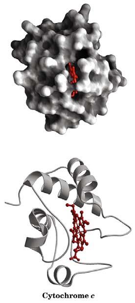Pela primeira vez se teve a noção de como a estrutura primária de uma proteína determina a sua