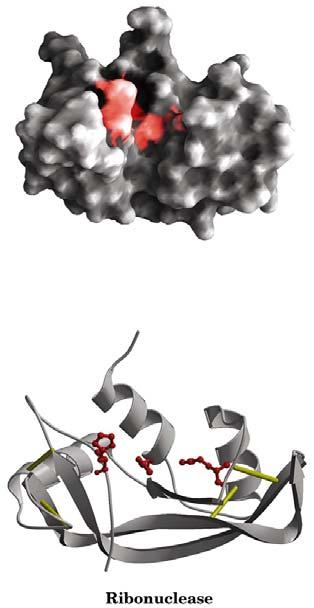 A variedade estrutural das proteínas globulares Componente da cadeia respiratória da mitocôndria Enzima