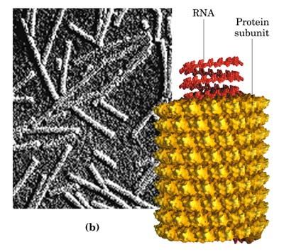 Tipos de simetria helical Poliovirus Vírus mosaico do tabaco Limites ao tamanho das proteínas 1)