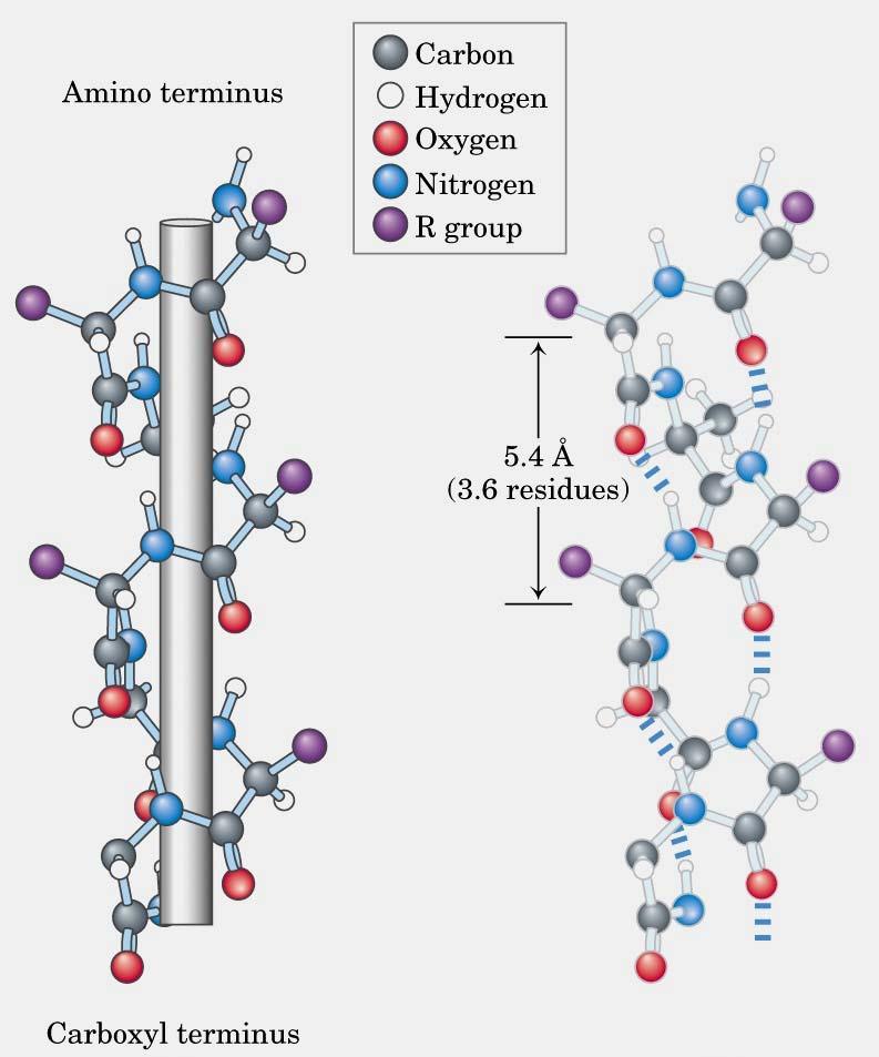 Hélice α direita (+ comum) e Hélice α esquerda Pontes de hidrogénio Eixo da hélice Modelo que mostra as ligações por pontes de hidrogénio intra-cadeia (a tracejado) - O plano da ligação peptídica é