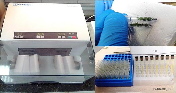 Metodologia para extração de DNA em larga escala do tecido foliar de Brachiaria (Syn. 11 17. Tampar as placas com manta e centrifugar por 20 minutos, a 4000 rpm, a 4ºC. 18.