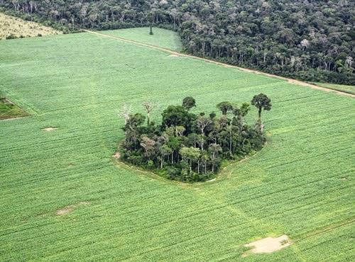 Biodiversidade: fragmentação