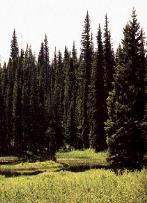 Pradaria: é uma vegetação herbácea ou rasteira, marcando a paisagem do centro da América do Norte (Canadá e EUA) e terras do Brasil e Argentina.