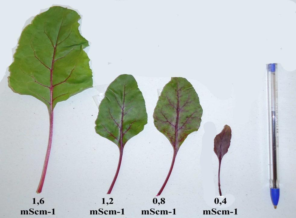 Figura 3. Folhas de baby leaf de beterraba em função da condutividade elétrica da solução nutritiva cultivadas em sistema hidropônico NFT.