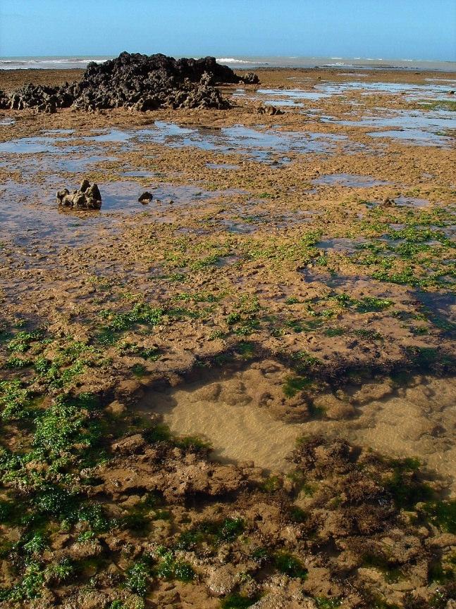16 Figura 2: Paisagem da Praia dos Castelhanos durante a maré baixa, demonstrando as características do recife rochoso e das poças de maré formadas em sua superfície. Foto: J. L. Gasparini. 4.