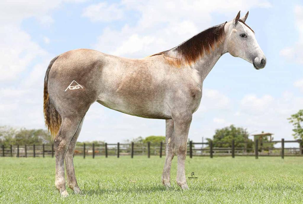 18 SASHA WILD CHICA FÊMEA 14/12/15 TORDILHO VENDEDOR: HARAS GG TRABALHO 2019 / VAQUEJADA 2020 DON SILVER STEEL HJG LAWS CHICA JR SILVER WILD SLN (ROXAO) LIBERTY STEEL SLN SOLANO GREY WILD CHICKS SLN