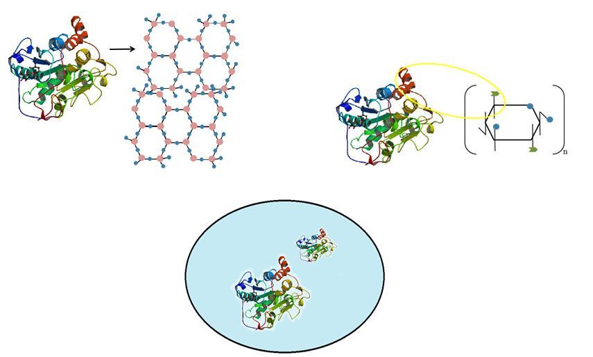 Introdução Imobilização de lipases Fig. 1. Esquema dos métodos gerais de imobilização de lipase de Candida antarctica fração B (CalB).