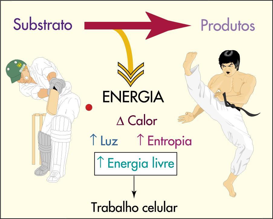 Ocorre um aumento da quantidade e de tamanho das mitocôndrias do músculo esquelético