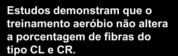 Tipo de Fibra Muscular As fibras CL tornam-se de 7% a 22% maiores que as de CR Alguns atletas apresentam fibras