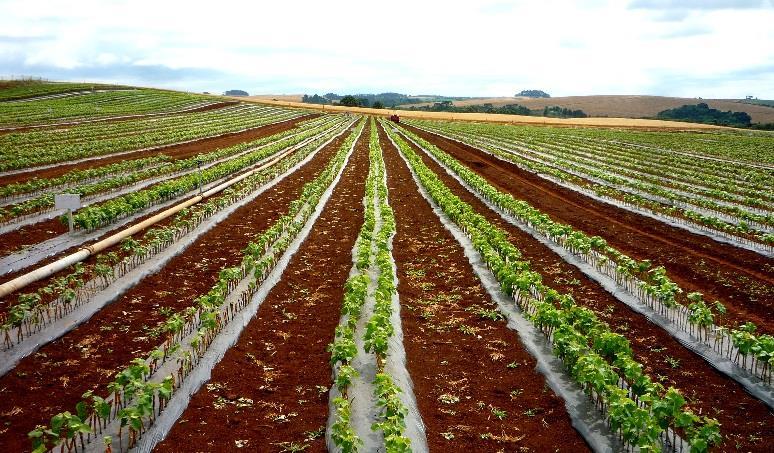 1. mudas de qualidade significa produtividade, longevidade do