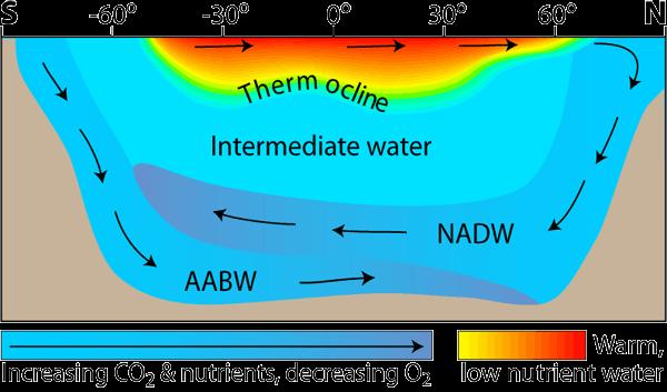 Circulação Termohalina Águas mais densas afundam, enquanto águas menos densas tendem a submergir; Importante mecanismo de transporte de calor através do Globo; Pequenas alterações