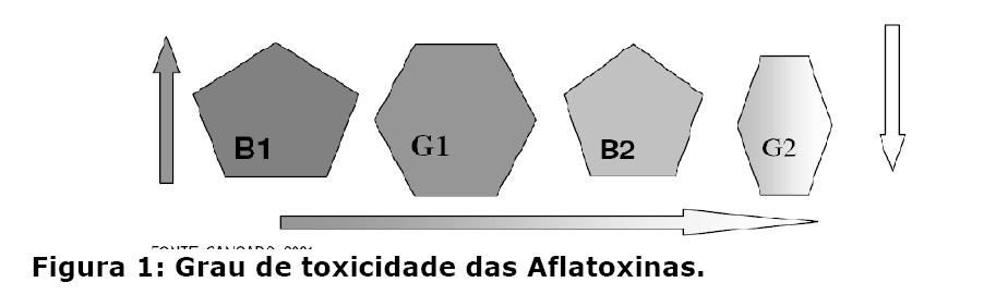 Segundo Sabino (1998) apud Maia e Siqueira (2007), a AFB1 é conhecida como a mais potente micotoxina produzida e um dos mais tóxicos carcinógenos conhecidos.